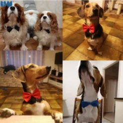 Adjustable Bow Tie Pet Collar