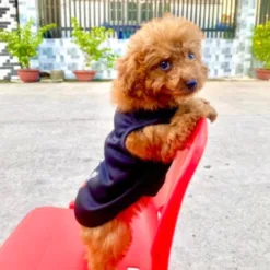 Dog Shirts, available in sizes from 0.5kg – 10kg. A5